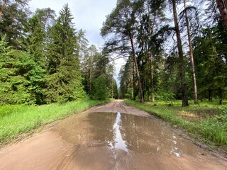 forest природа лес