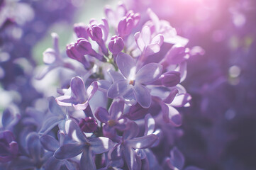 Fototapeta na wymiar Macro shots of purple lilac buds, soft focus.