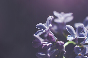 Macro shots of purple lilac buds, soft focus.