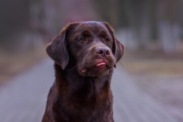 Fototapeta premium portrait of a chocolate labrador dog in the park in spring