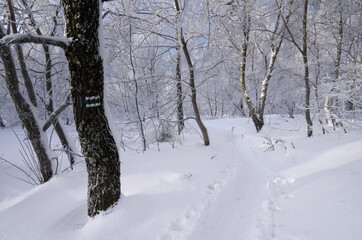 snow-covered forest in the Bieszczady Mountains