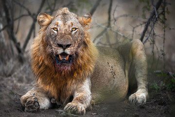 Blooded Beard. Male lion after the kill. 