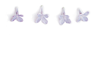 Obraz na płótnie Canvas Purple lilac flower isolated on white background.