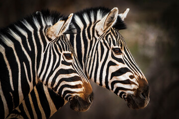 Fototapeta na wymiar Double Vision. Two zebras alongside each other. 