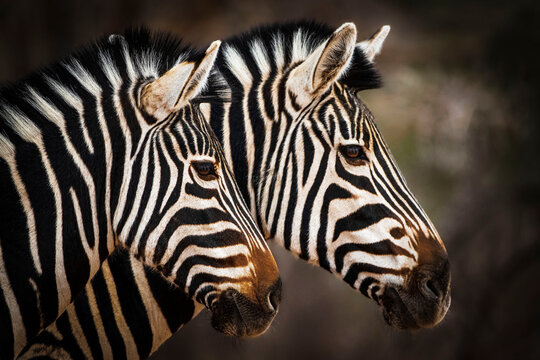 Double Vision. Two zebras alongside each other. 