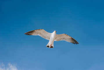Fototapeta na wymiar A large, beautiful white seagull flies against the blue sky, soaring above the clouds and the ocean, spreading its long wings. Summer bird photography.