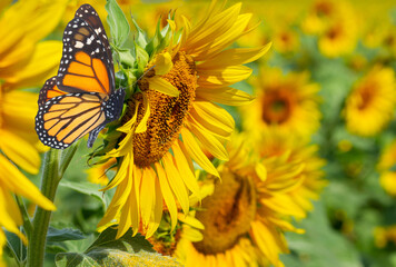Obraz premium Field of sunflowers