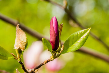 Macro Magnolia bud covered with drops