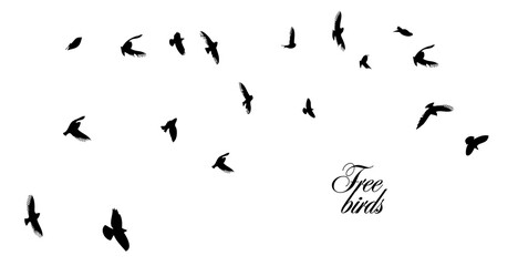 A flock of flying birds. Vector illustration