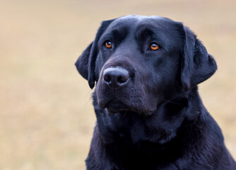portrait of a black labrador dog in the park in spring