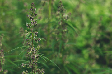 Fototapeta na wymiar Cannabis Sativa male flowers on green background. Medical marijuana cultivation. Hemp