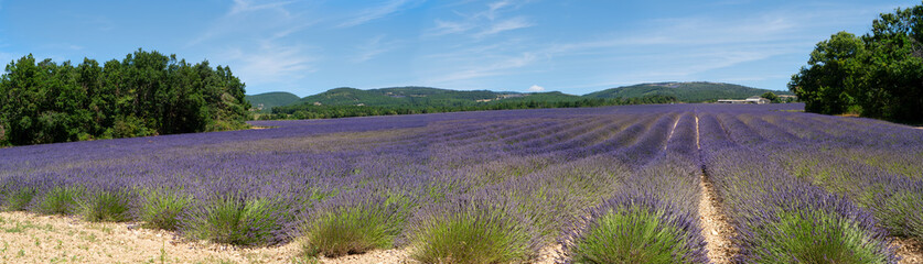 Obraz premium Lavender field at summer