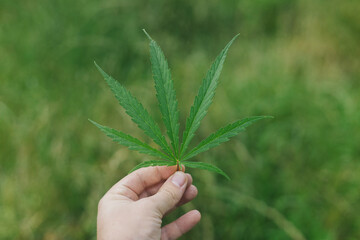 Cannabis Sativa leaf in hand on green background. Medical marijuana cultivation, farmer growing hemp