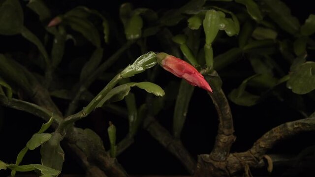Time lapse of blooming Christmas cactuses (Schlumbergera) isolated on black background, close up