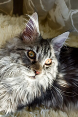 A gray tabby cat with yellow eyes looks to the side, at home. Portrait of a cat.