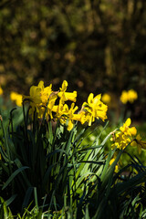 Daffodils in Springtime.