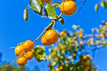 Organic Persimmon tree in autumn.