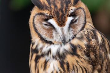 眠るミミズク