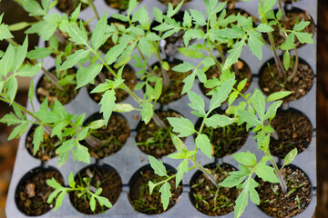 Germination tray with full of tomato seedlings ready to be transferred to soil top view