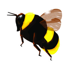 A bright bee on a white background. Honey