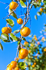 Organic Persimmon tree in autumn.