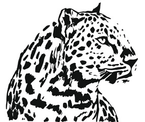 leopard illustration on a white background © Dreamup