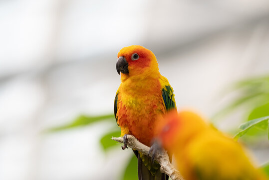 15 346 最適な 可愛い小鳥 画像 ストック写真 ベクター Adobe Stock 15 346 最適な 可愛い小鳥 画像 ストック写真 ベクター Adobe Stock