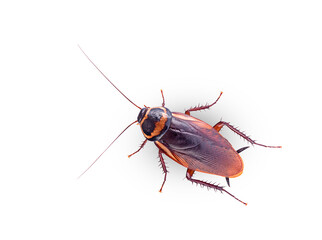 close-up cockroach on a white background,isolated (top view)