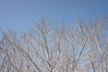 Fototapeta na wymiar branches against blue sky