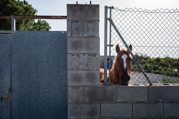 horse and fence