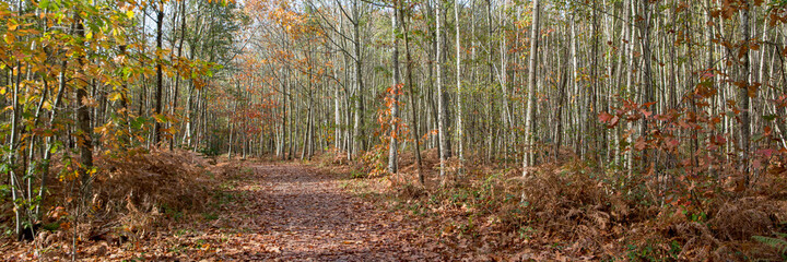 Foret en automne