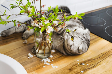 Scottish fold cat lies near the blooming greenery, smell the flowers. Gray striped pet, yellow eyes. Springtime concept