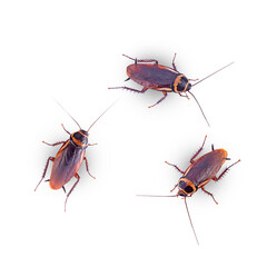 closeup brown cockroachs on a white background,isolated