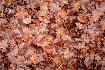 Oak foliage, autumn background