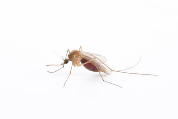 Close up of a mosquito isolated on white background