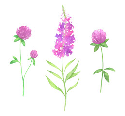 Watercolor Clover and Fireweed Set