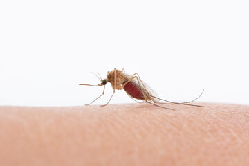 Close up of a mosquito sucking human blood