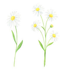 Watercolor Chamomile Set