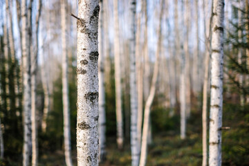 Fototapeta premium Beautiful birch grove on a sunny spring day. Selective focus