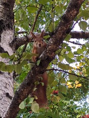 squirrel on a tree