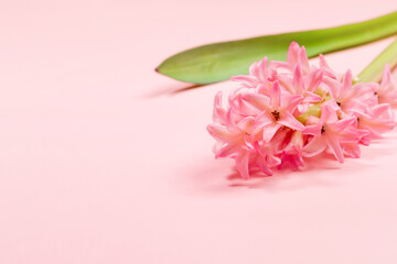 One hyacinth flower on pastel pink background close up. Holiday minimal floral greeting card with copy space.