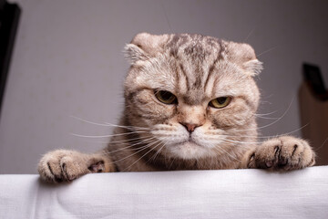Dissatisfied Scottish Fold cat is on the table and angrily looks at the camera. Close-up.