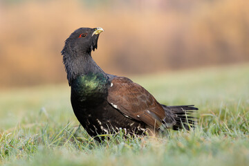 Western capercaillie male looking on ground in spring nature