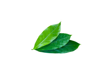 Several green leaves on a white background