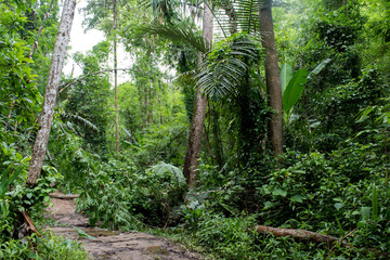 Asian tropical rainforest, forest trees, nature green wood backgrounds.
