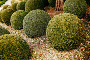 Landscaped garden with boxwood balls near in France. Green spheres