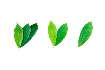 Several green leaves on a white background