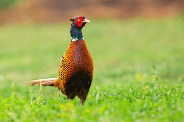 Ring-necked pheasant cock looking on glade in spring sunlight