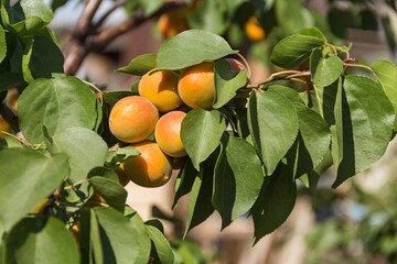 Apricots on apricot tree. Summer fruits. Ripe apricots on a tree branch.
