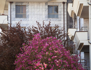 Fototapeta na wymiar pink flowers,spring street blooming magnolia tree.Lombardy,Italy.